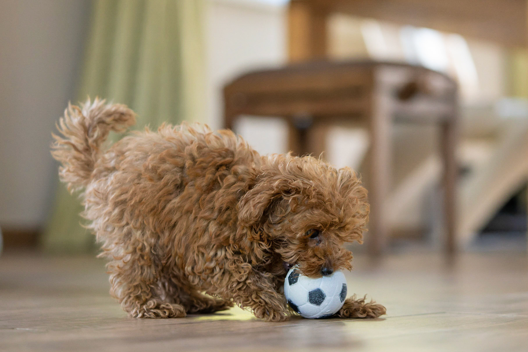 Coco 1/500 Sek. bei ƒ / 2,8; ISO 8000; 70 mm