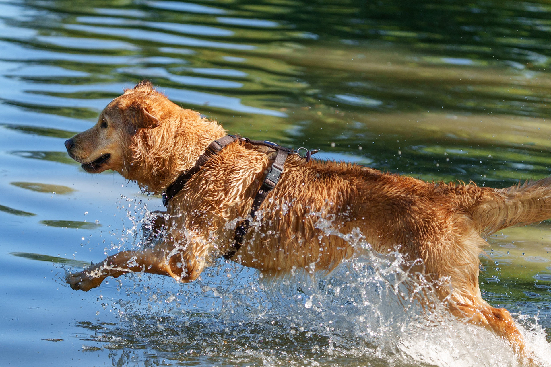 1/3000 Sek. bei ƒ / 5,6; ISO 2000; 200 mm