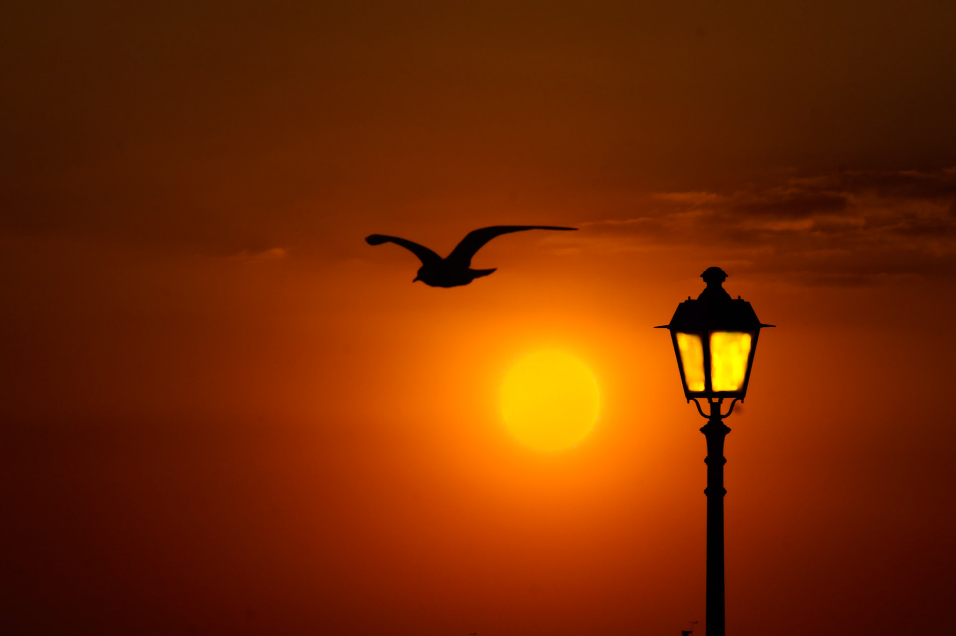 bird, sun and light - 1/1250 Sek. bei ƒ / 13 - ISO 200 - 345 mm