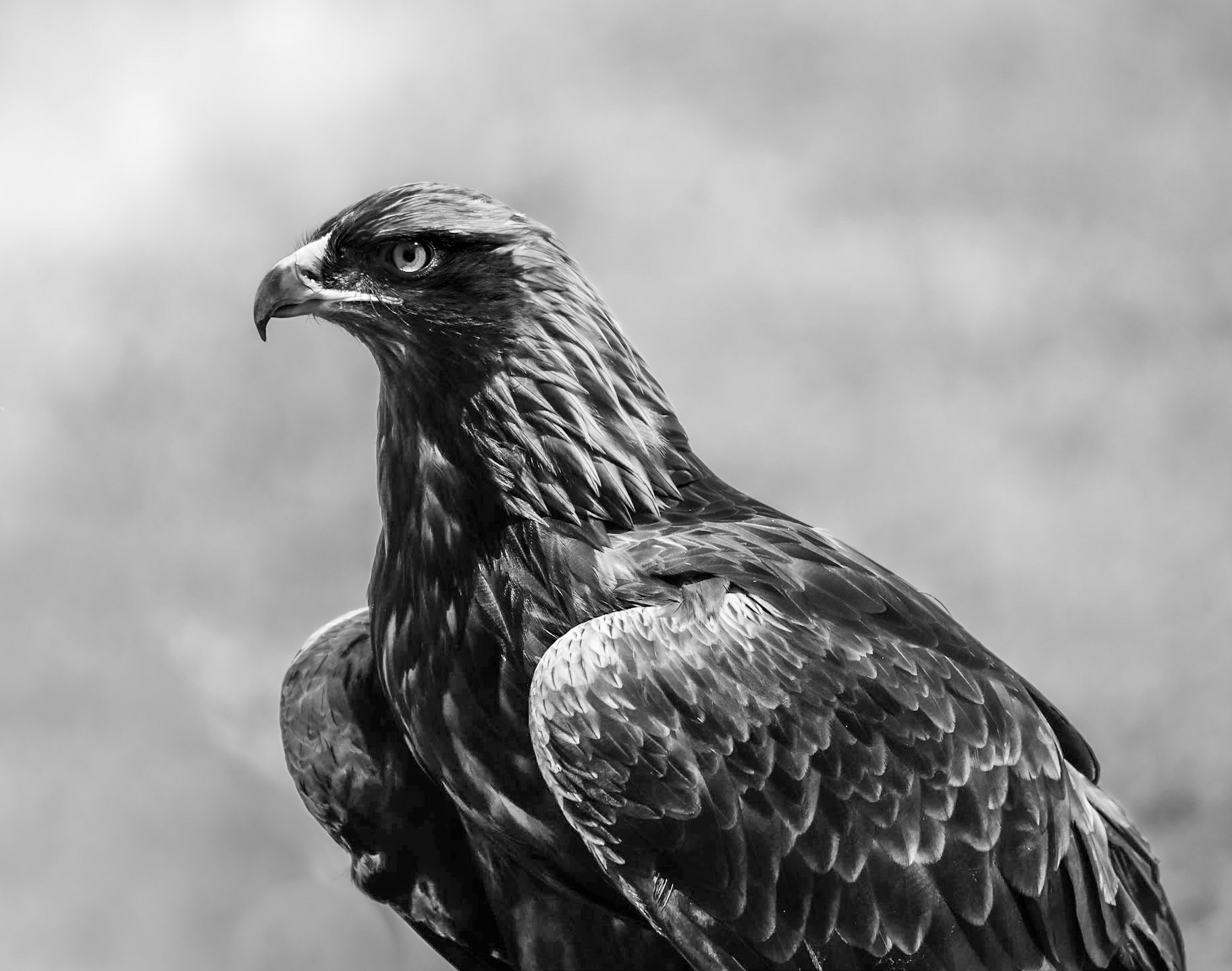 - 1/1500 Sek. bei ƒ / 5,6 - ISO 500 - 250 mm