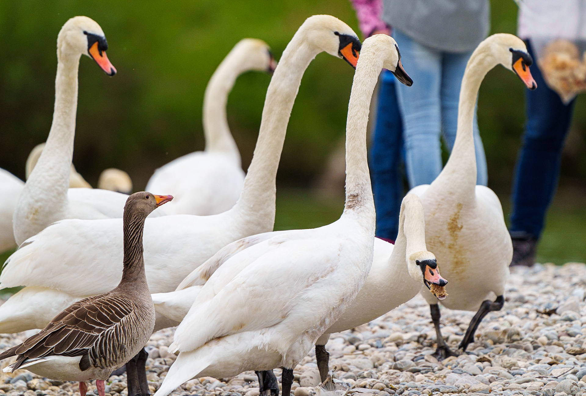 swan feeding 1/800 Sek. bei ƒ / 9,0; ISO 500; 840 mm