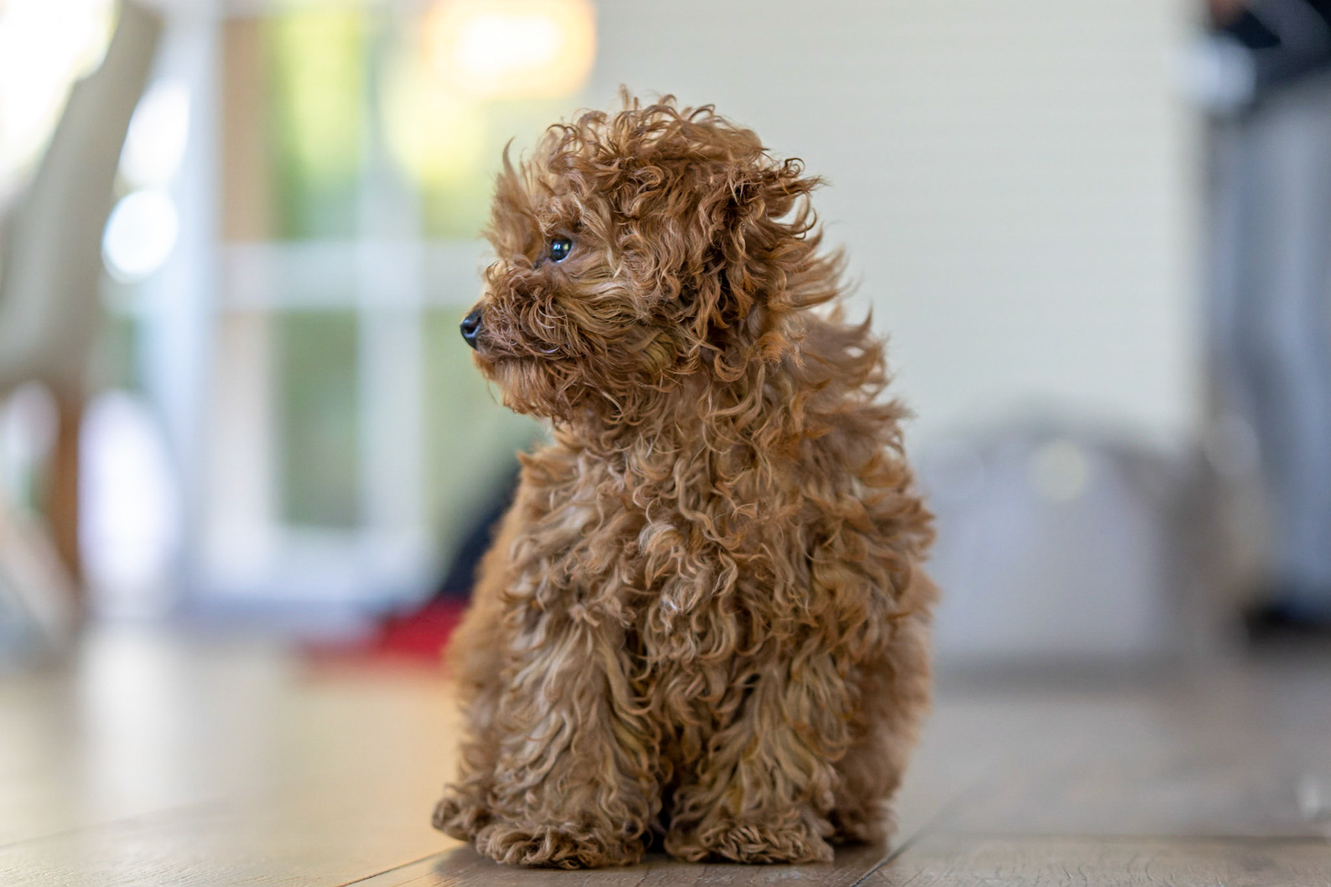 Coco 1/350 Sek. bei ƒ / 2,8; ISO 5000; 70 mm