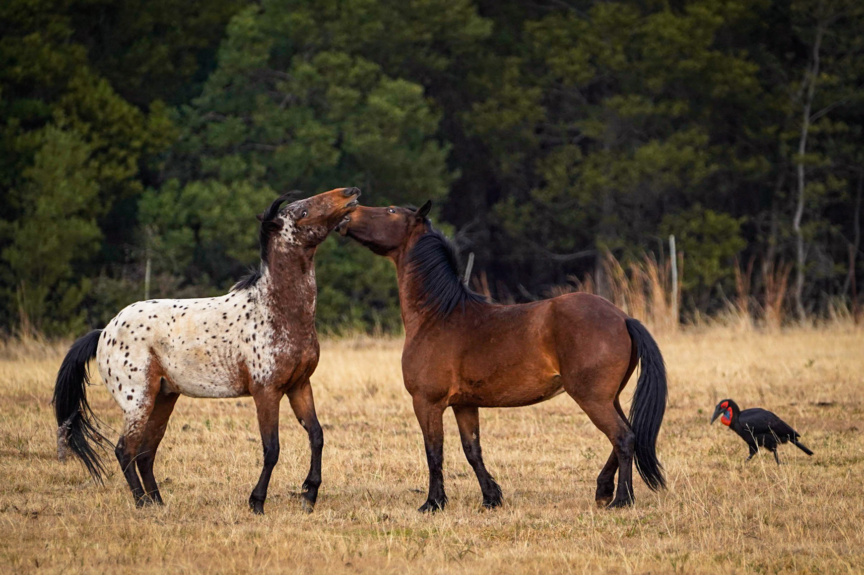 always these snogging horses - 1/1600 Sek. bei ƒ / 6,3 - ISO 1000 - 435 mm