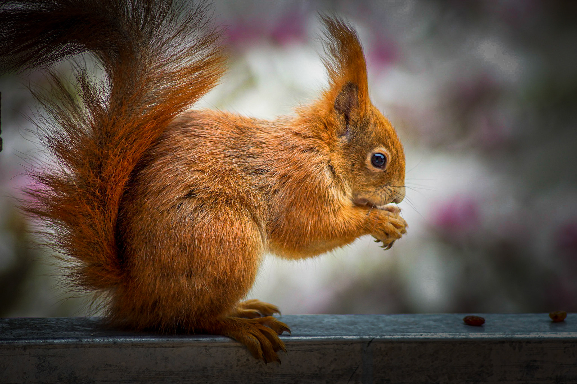 no nuts? - 1/320 Sek. bei ƒ / 5,6 - ISO 200 - 240 mm