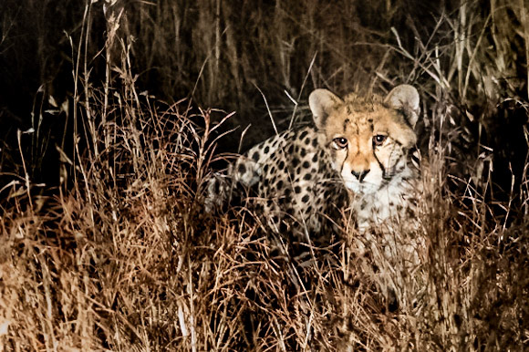 who disturbs my night's rest - 1/125 Sek. bei ƒ / 4,0 - ISO 10000 - 105 mm