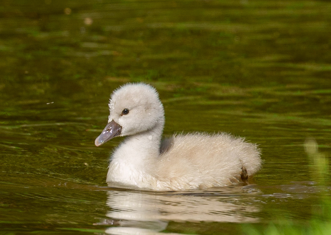 young swans 1/1500 Sek. bei ƒ / 8,0; ISO 1000; 300 mm
