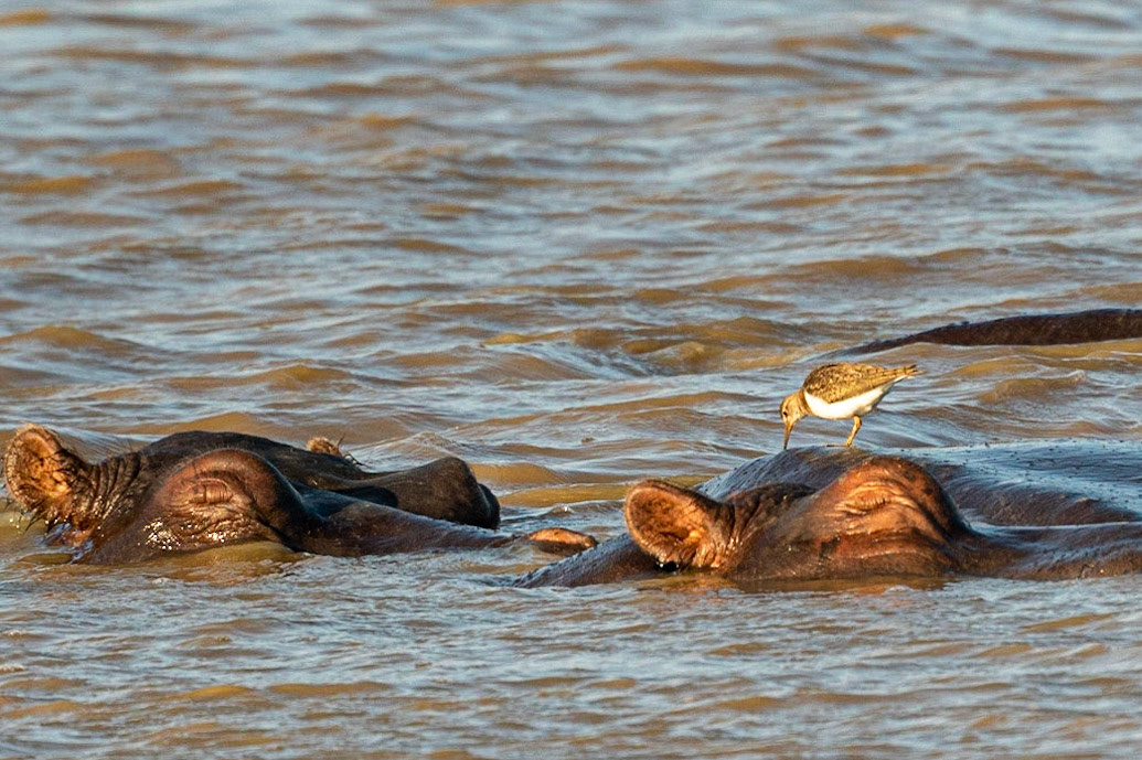 Hey, wake up! - 1/1500 Sek. bei ƒ / 6,7 - ISO 500 - 450 mm