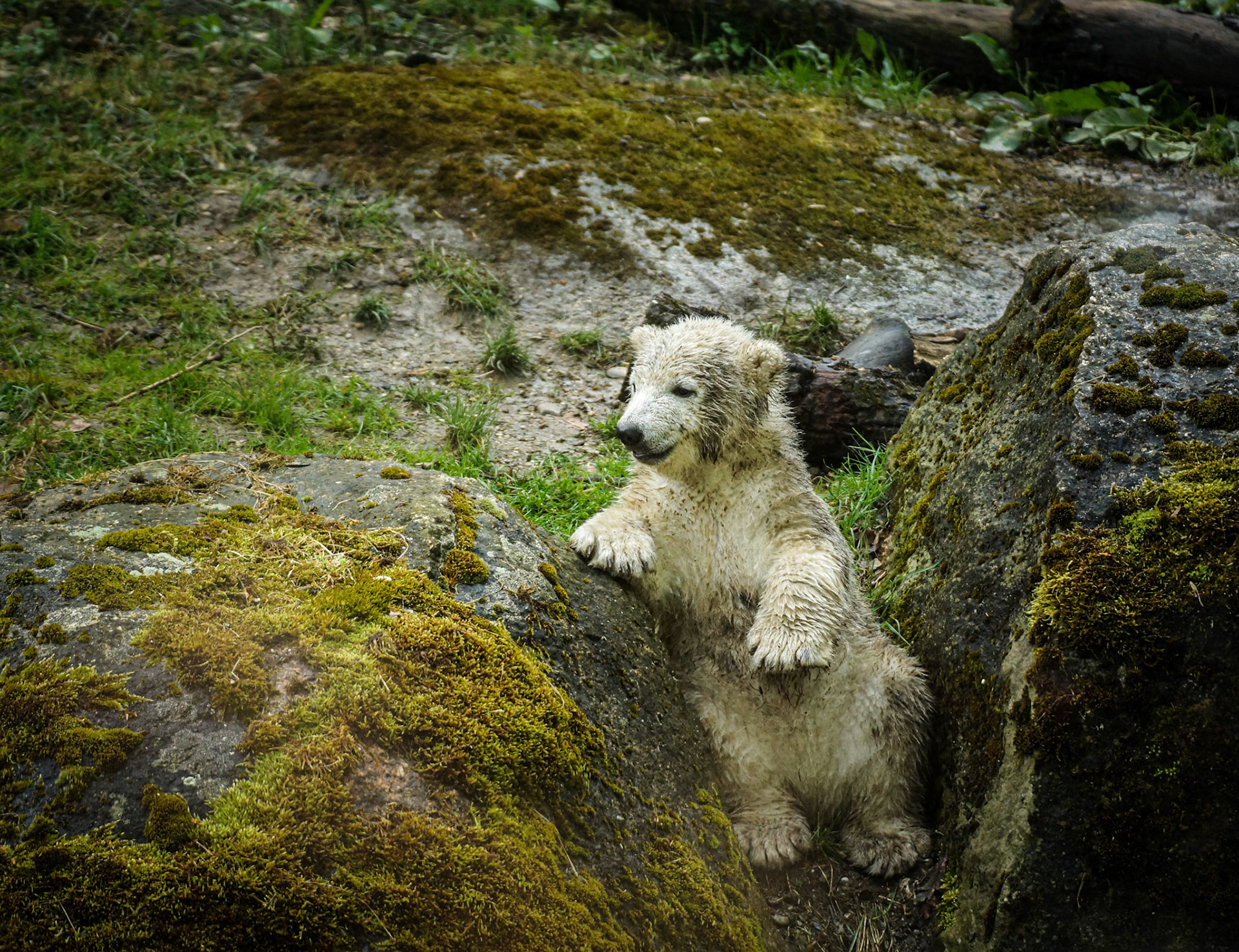 polar bear - 1/800 Sek. bei ƒ / 4,5 - ISO 500 - 180 mm