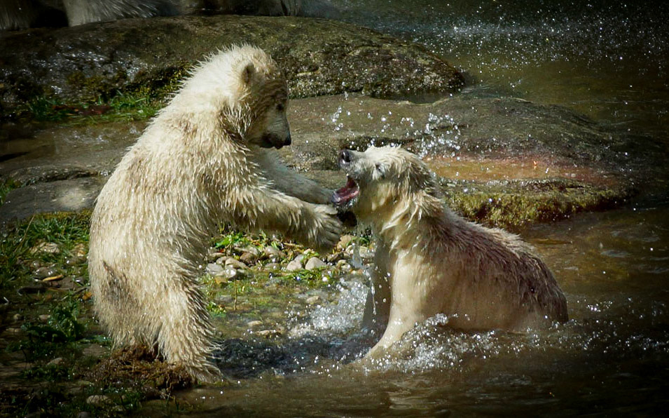 - 1/2500 Sek. bei ƒ / 4,5 - ISO 500 - 180 mm