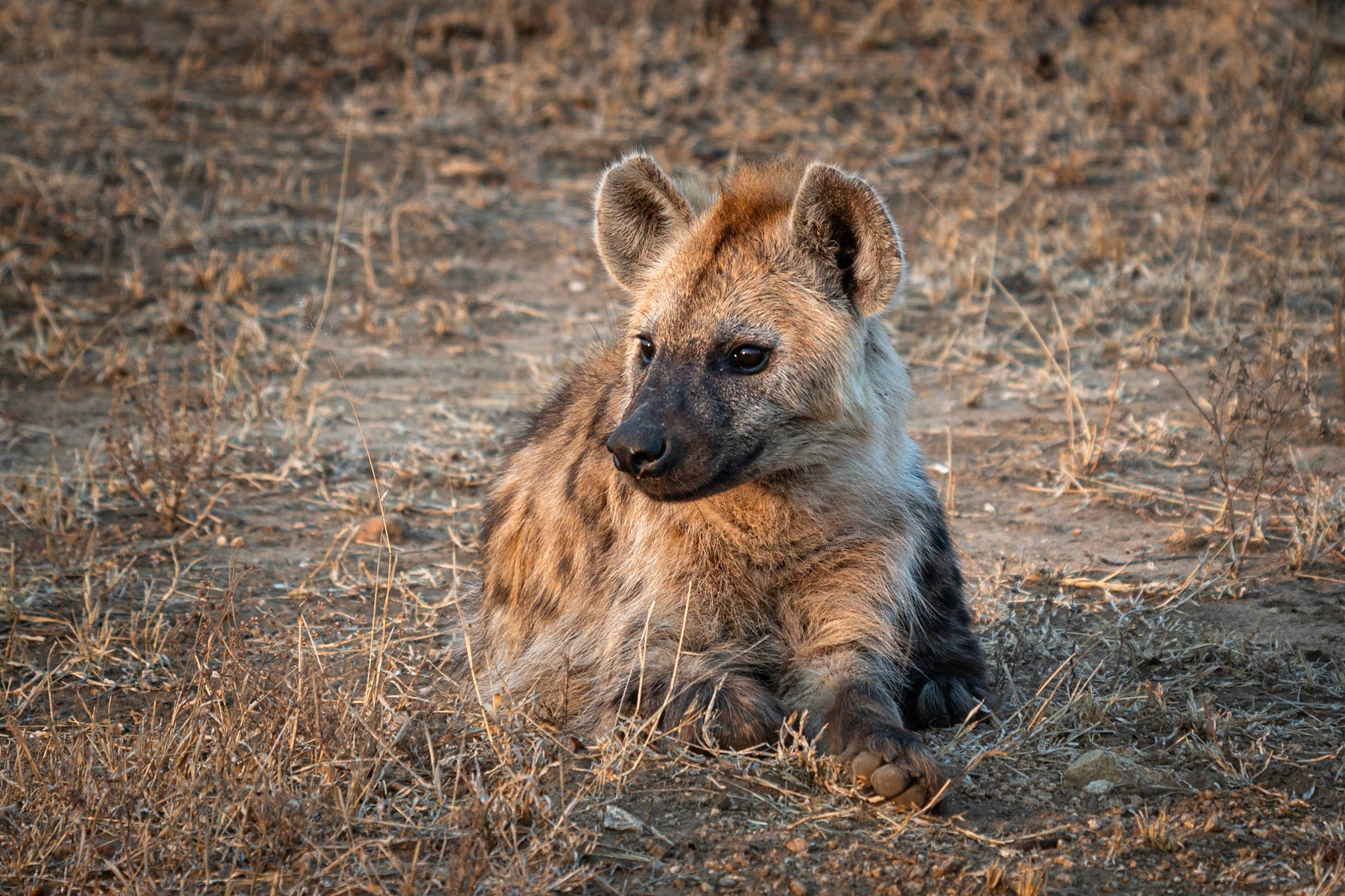 lonly hyena - 1/350 Sek. bei ƒ / 4,5 - ISO 400 - 222 mm
