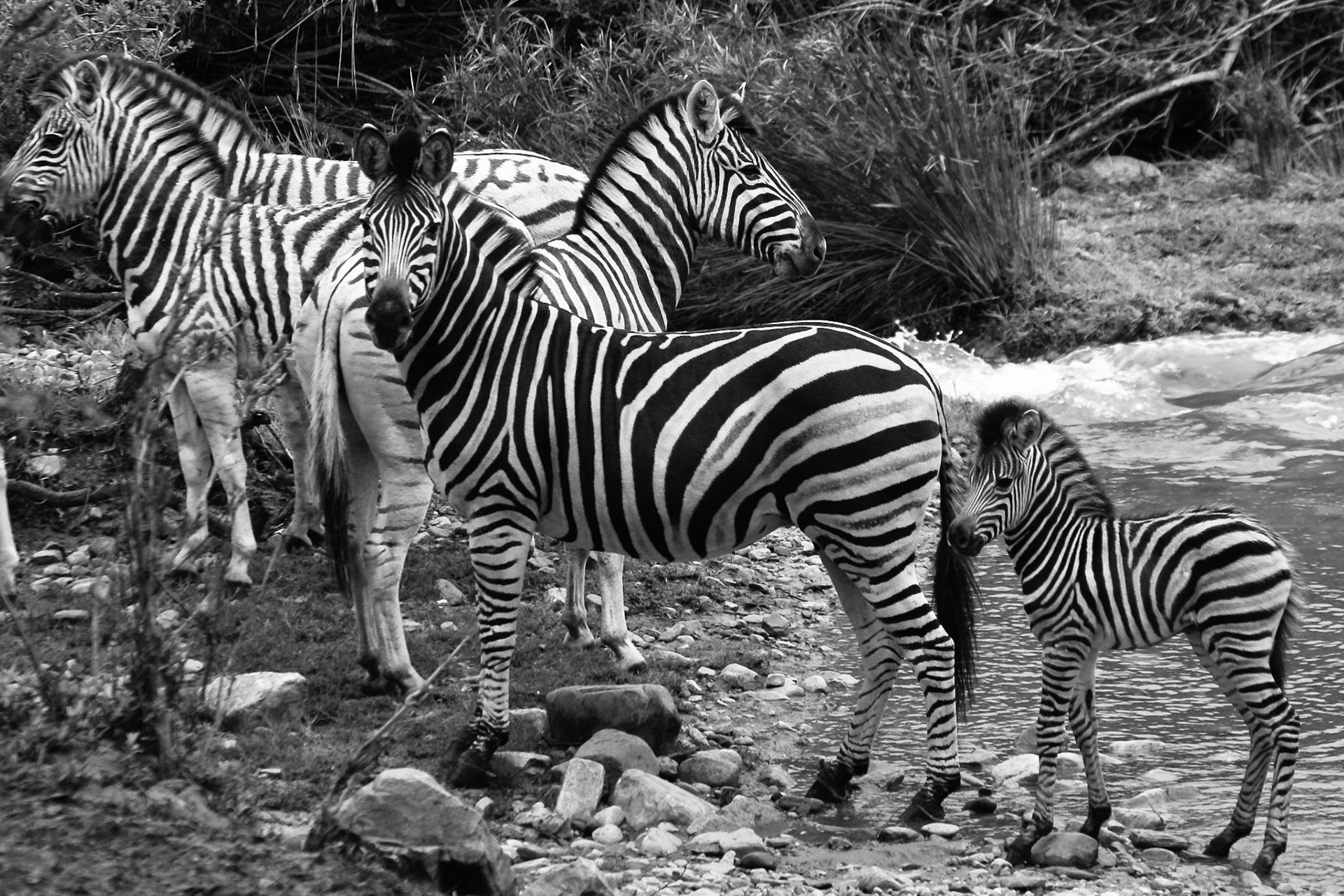 Zebra Family - 1/160 Sek. bei ƒ / 5,0 - ISO 400 -
