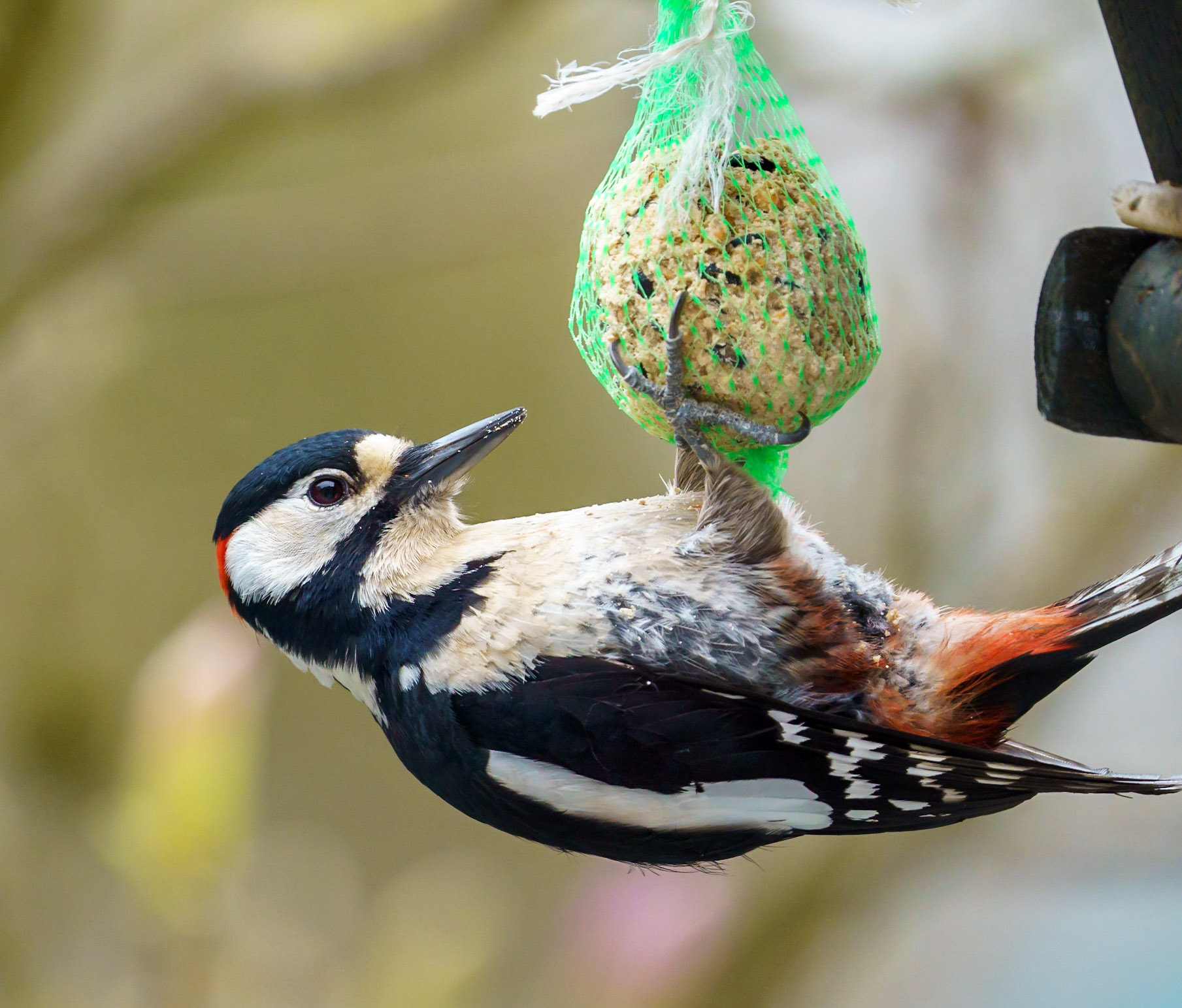 hungry woodpecker - 1/800 Sek. bei ƒ / 9,0 - ISO 2000 - 700 mm