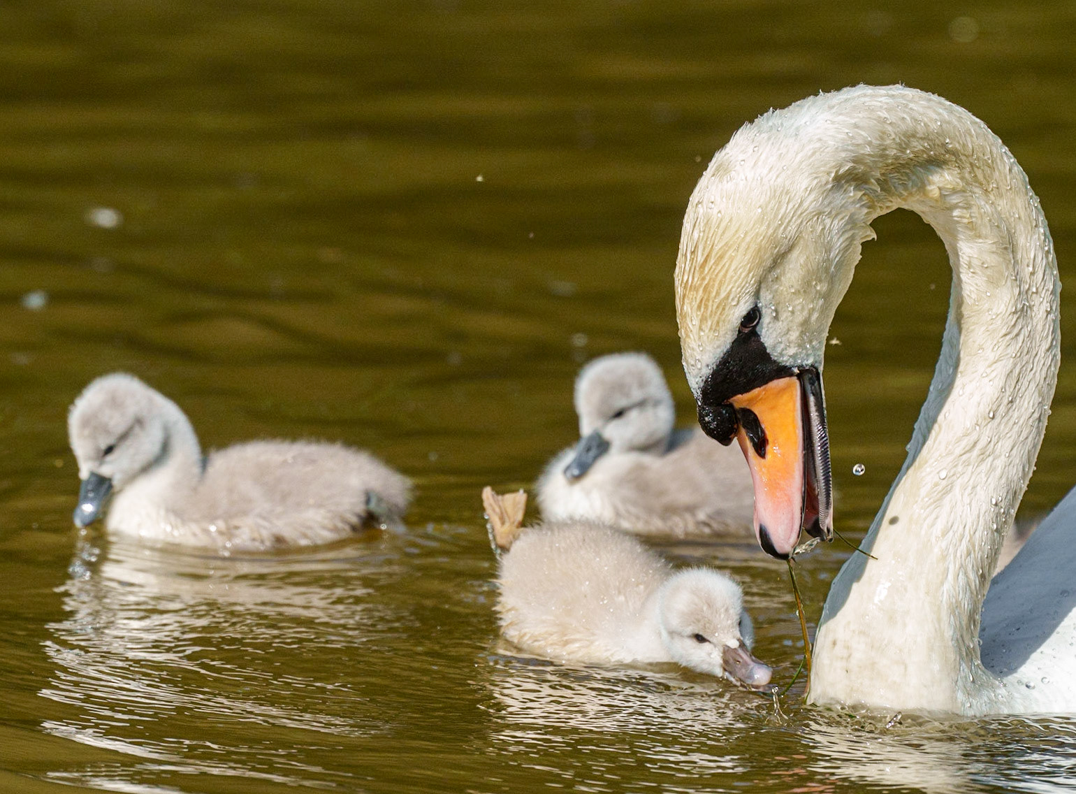 young swans 1/1500 Sek. bei ƒ / 8,0; ISO 1250; 300 mm