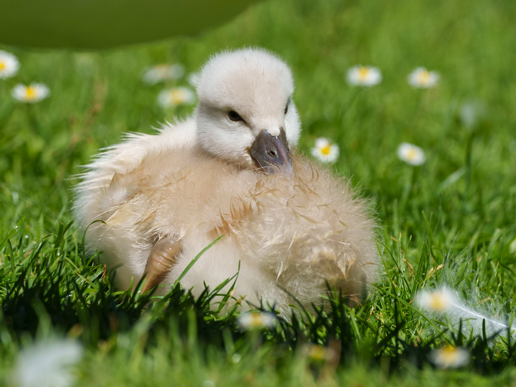 young swans 1/1500 Sek. bei ƒ / 9,5; ISO 500; 600 mm