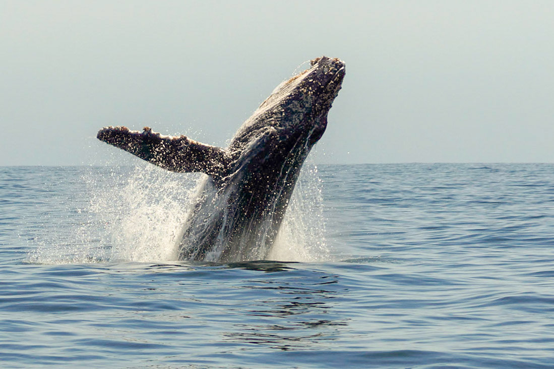 jumping humpback whale - 1/1250 Sek. bei ƒ / 5,6 - ISO 100 - 120 mm