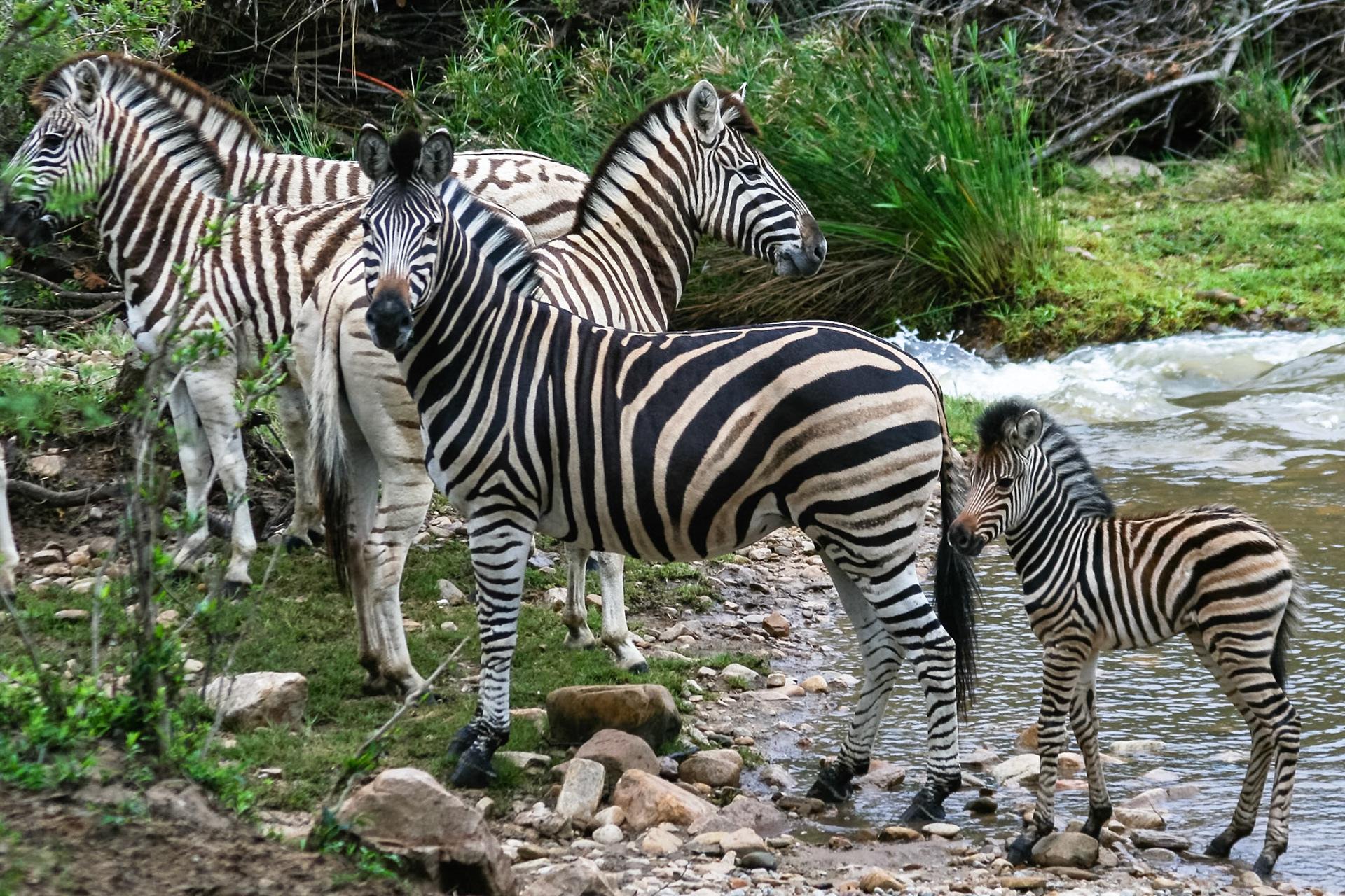 Zebra Family - 1/160 Sek. bei ƒ / 5,0 - ISO 400 -
