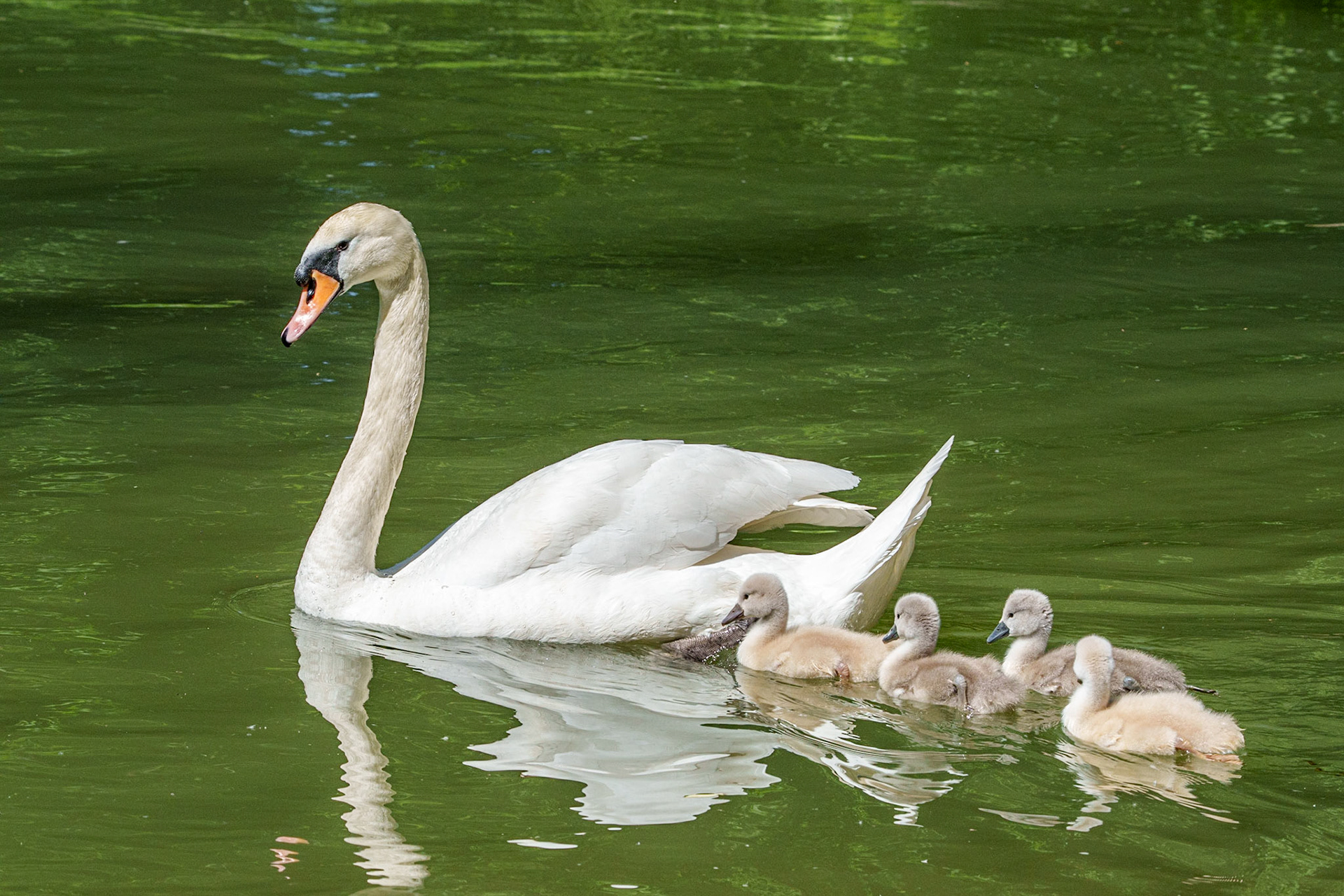 young swans 1/1500 Sek. bei ƒ / 13; ISO 1600; 200 mm