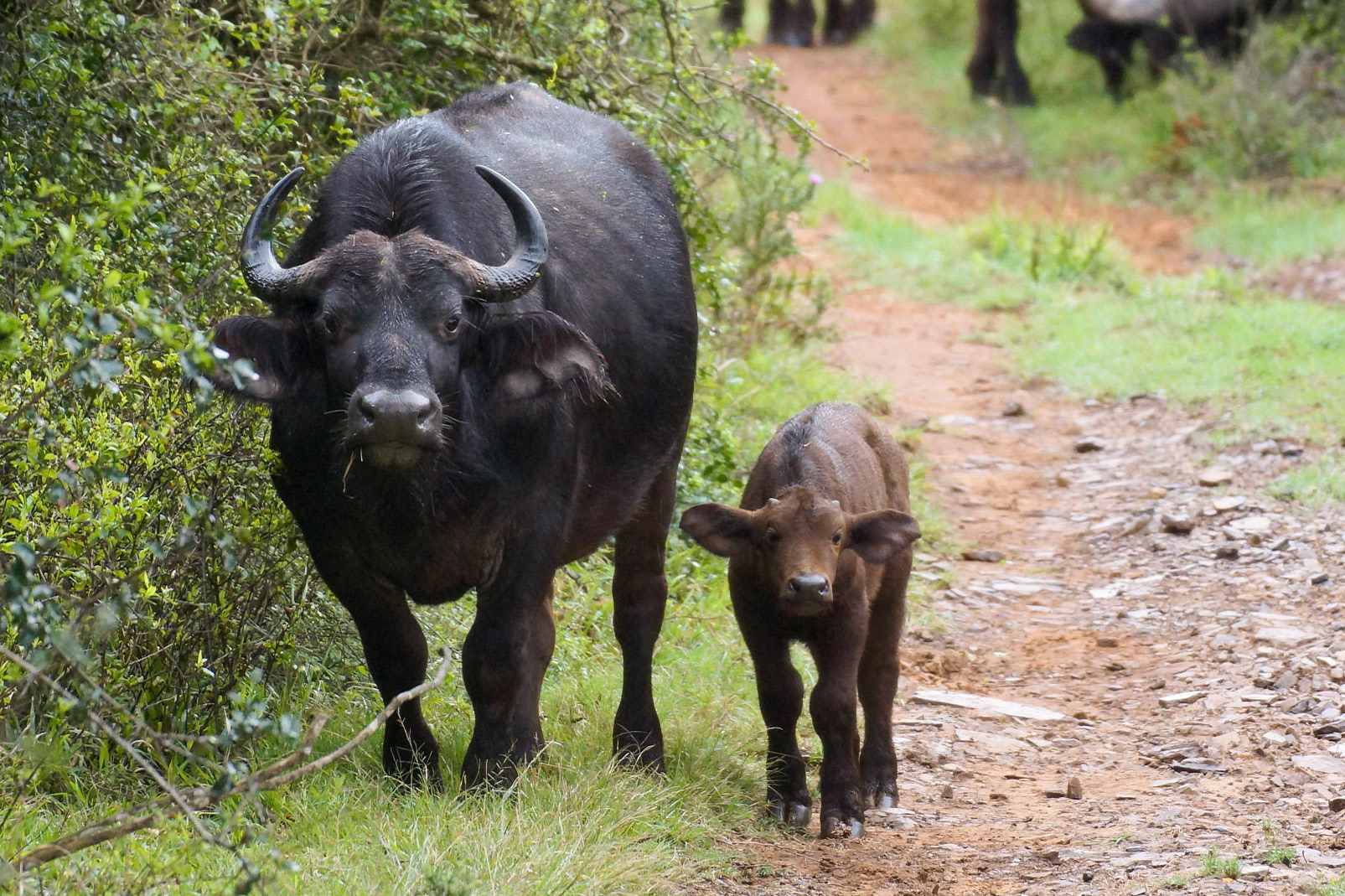 Make way, here we come - 1/125 Sek. bei ƒ / 5,6 - ISO 800 - 315 mm