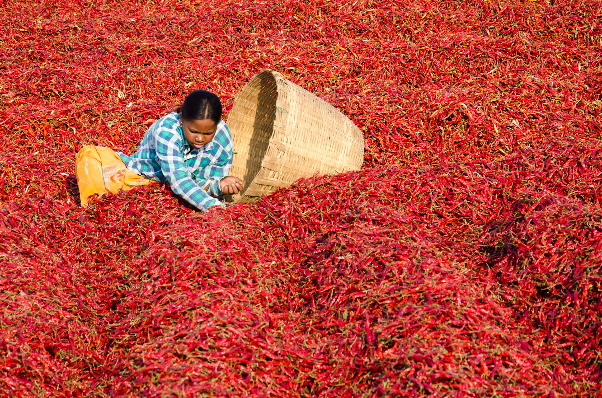 A lady working in a chilli farm in southern India