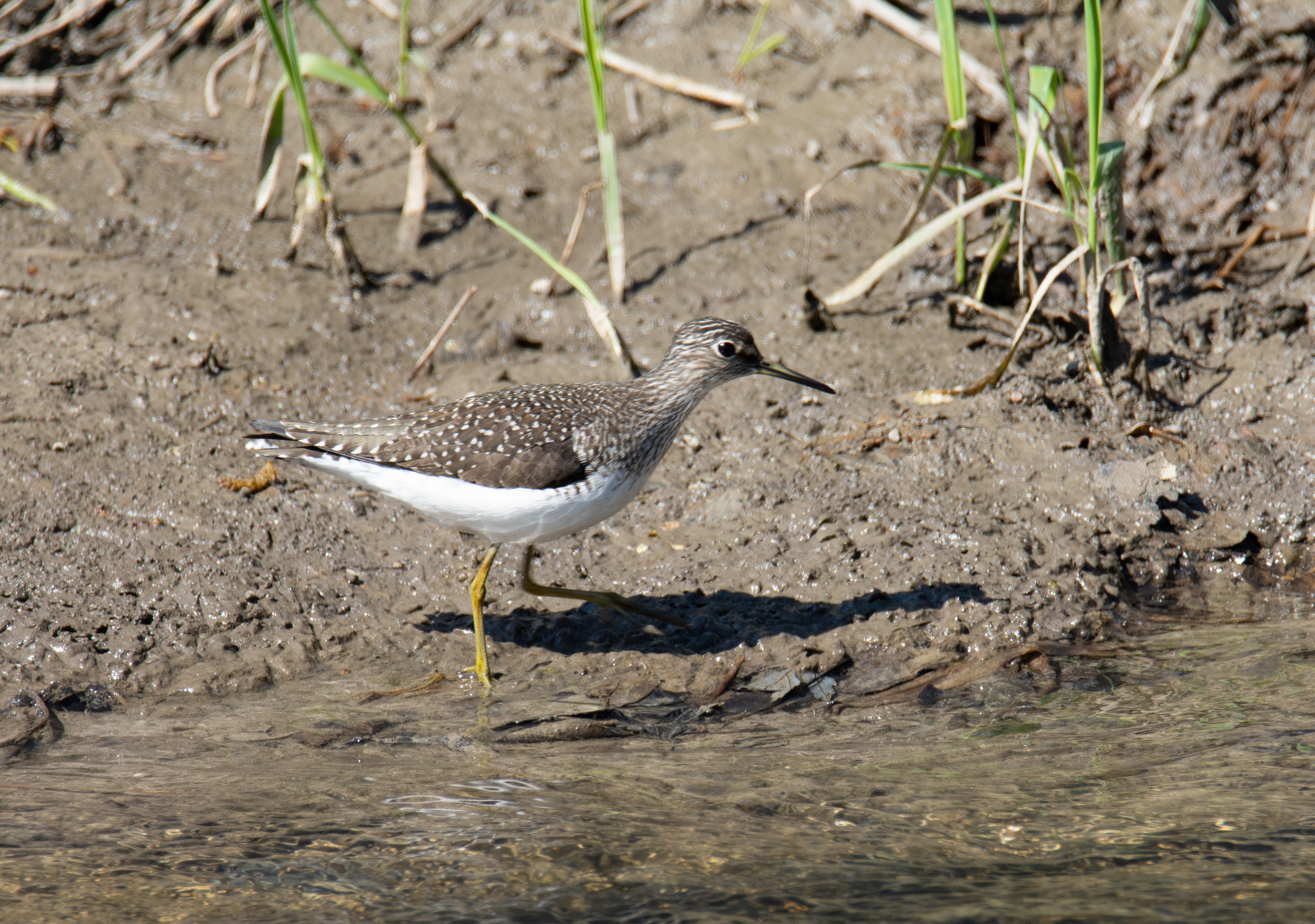 Solitary Sandpiper