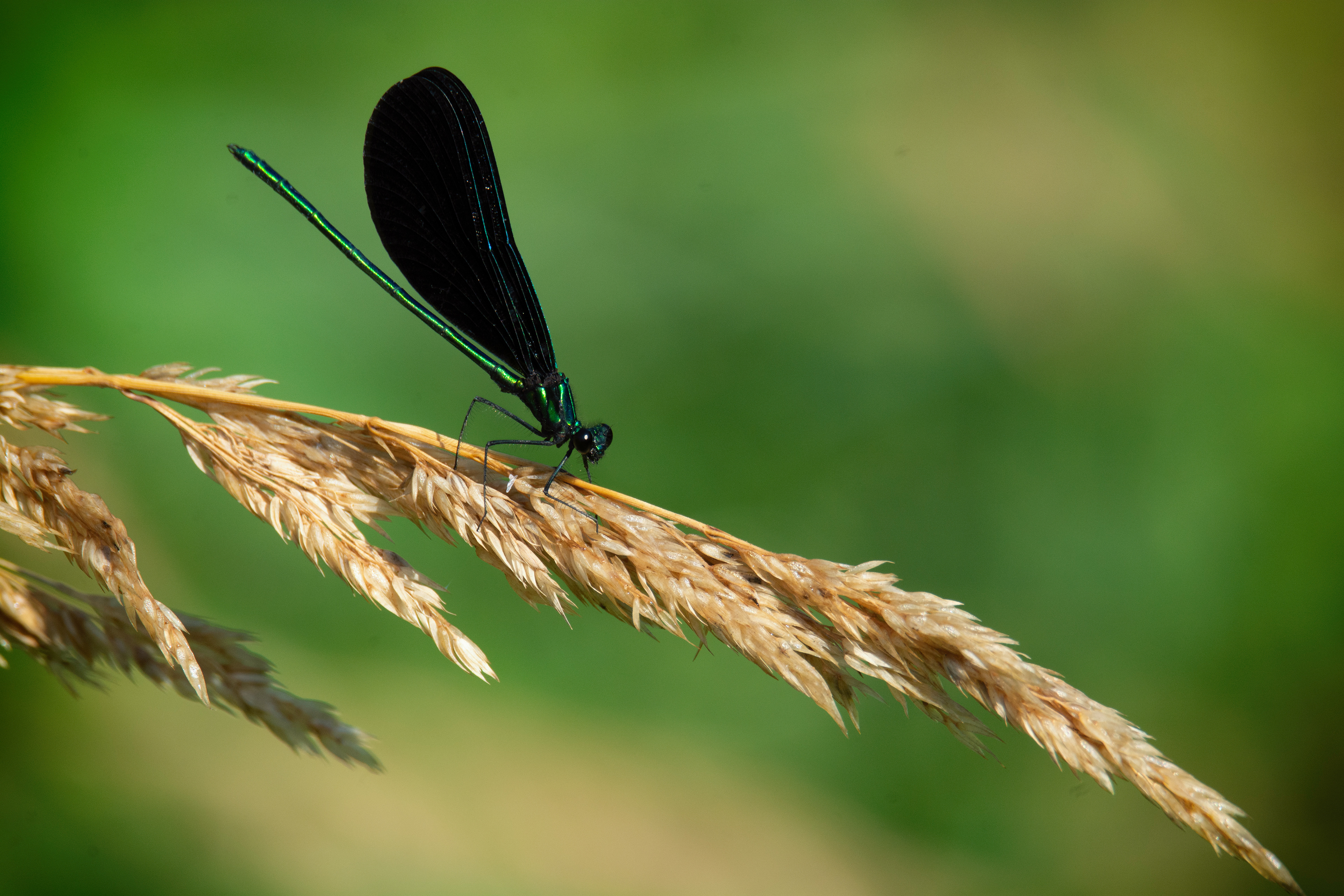 Male Ebony Jewelwing Damselfly
