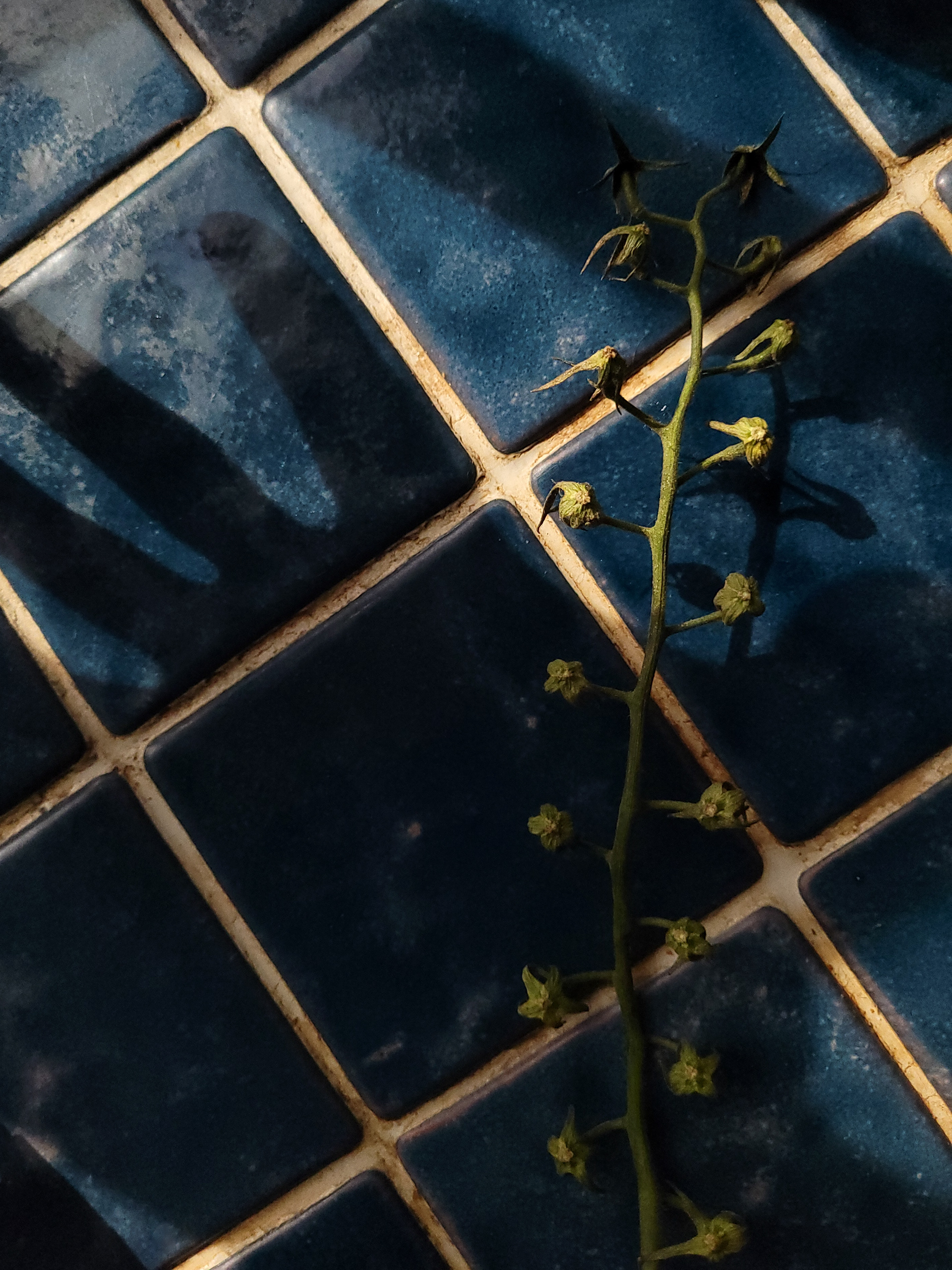 Valentin Vidal photographe