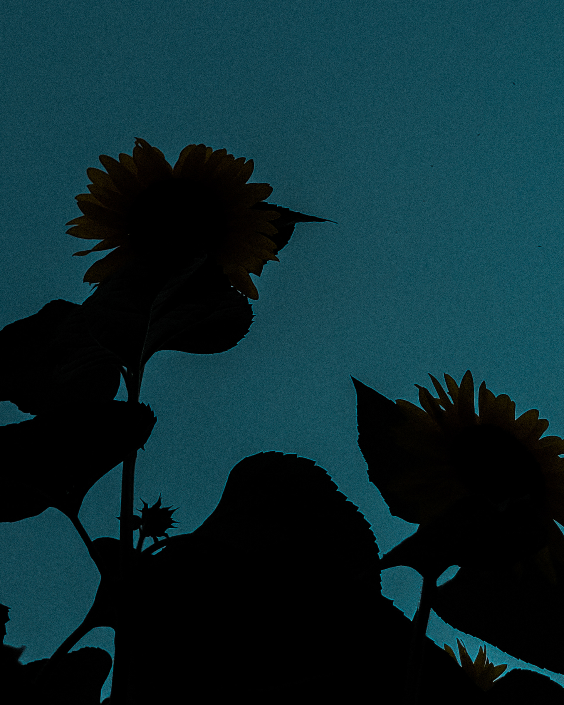 Valentin Vidal photographe
