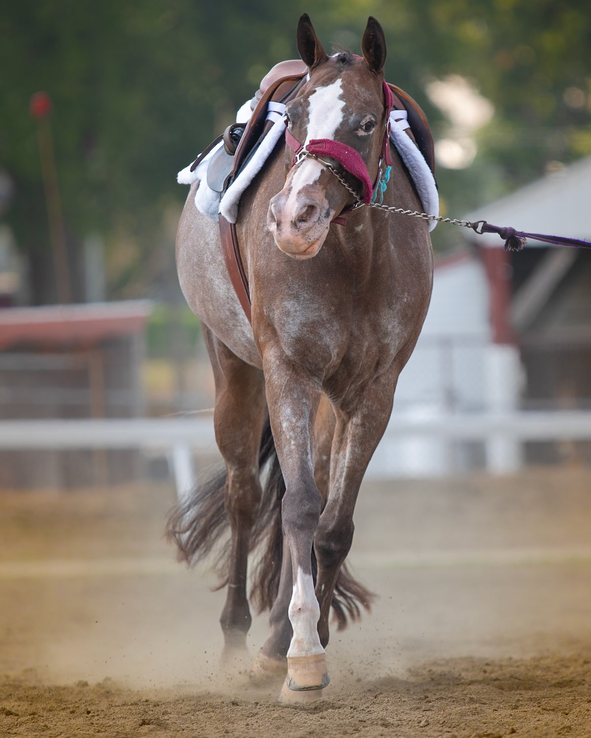 Northampton Horse Show