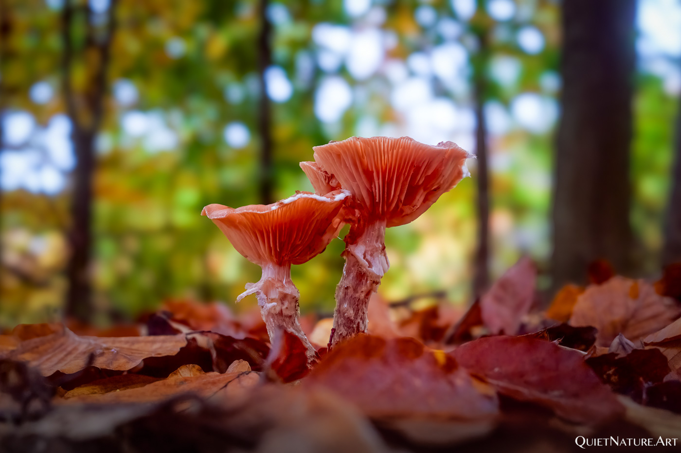 Ein Pärchen steht im Walde