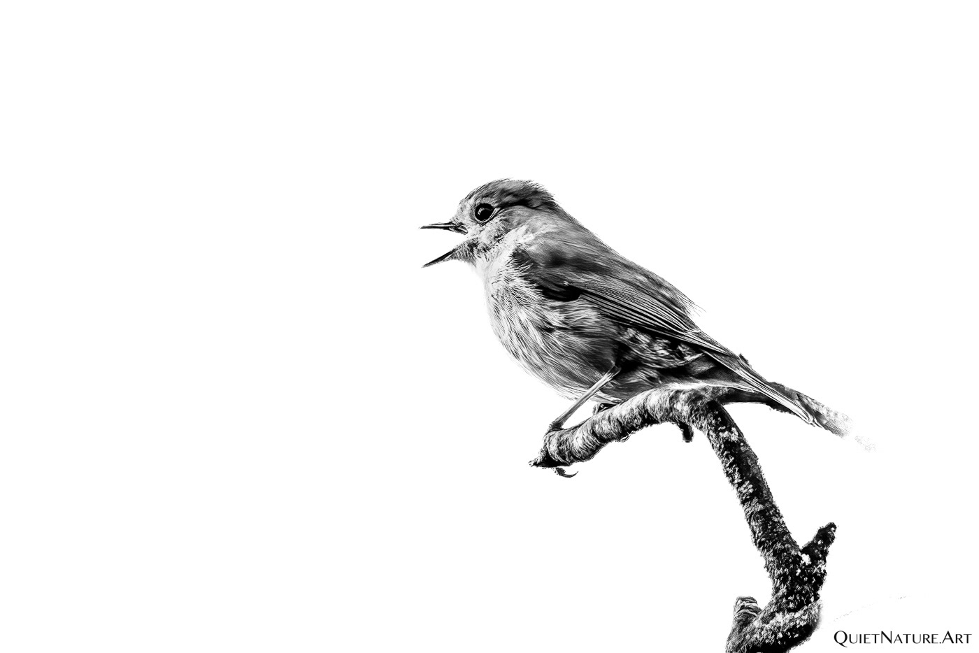 Twittering robin