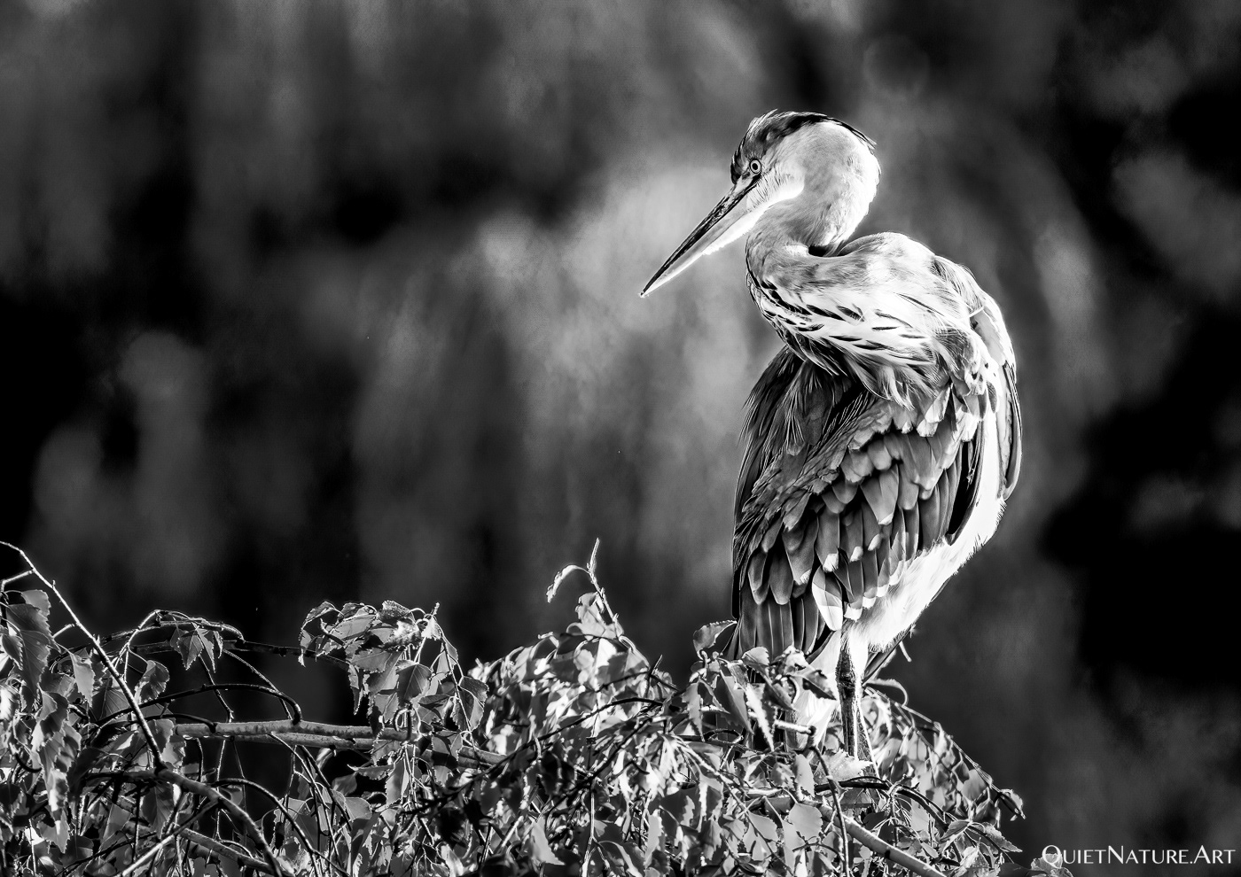 Grey heron