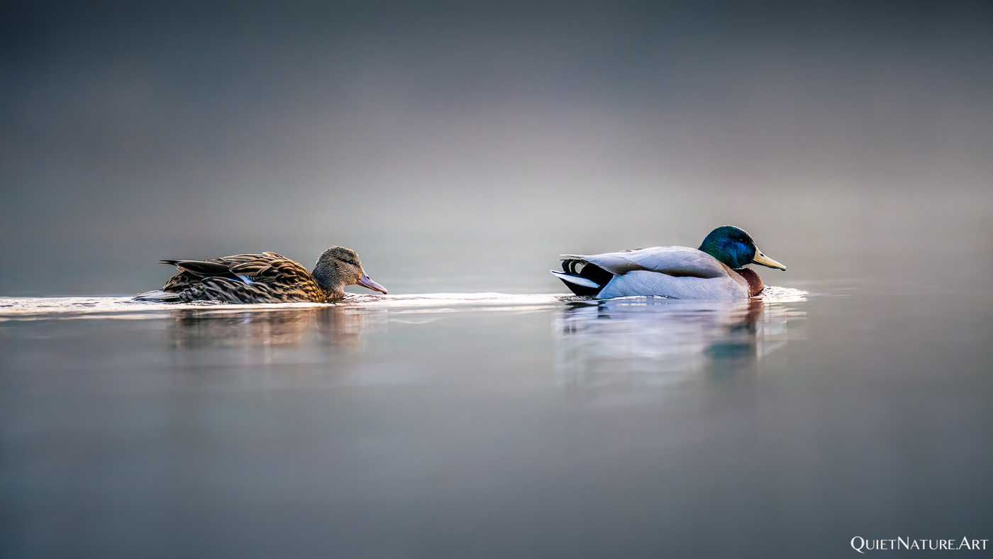 Mr. & Mrs. Mallard