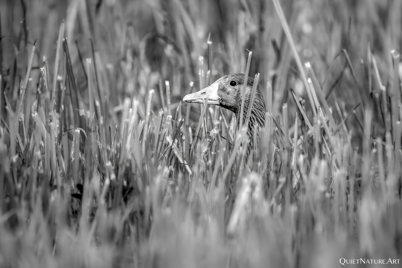 Hidden