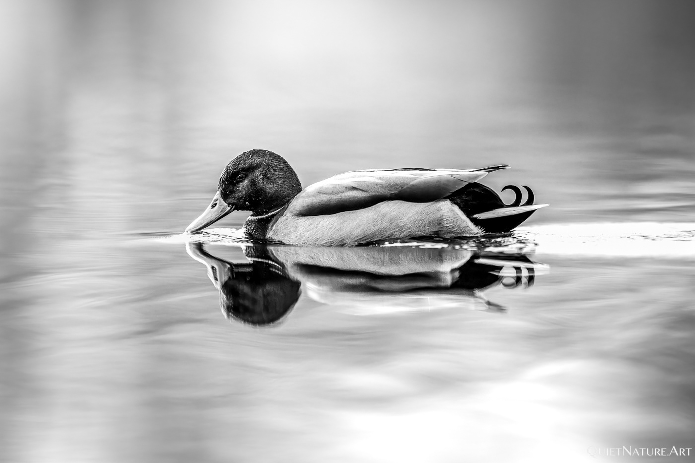 Refelctions