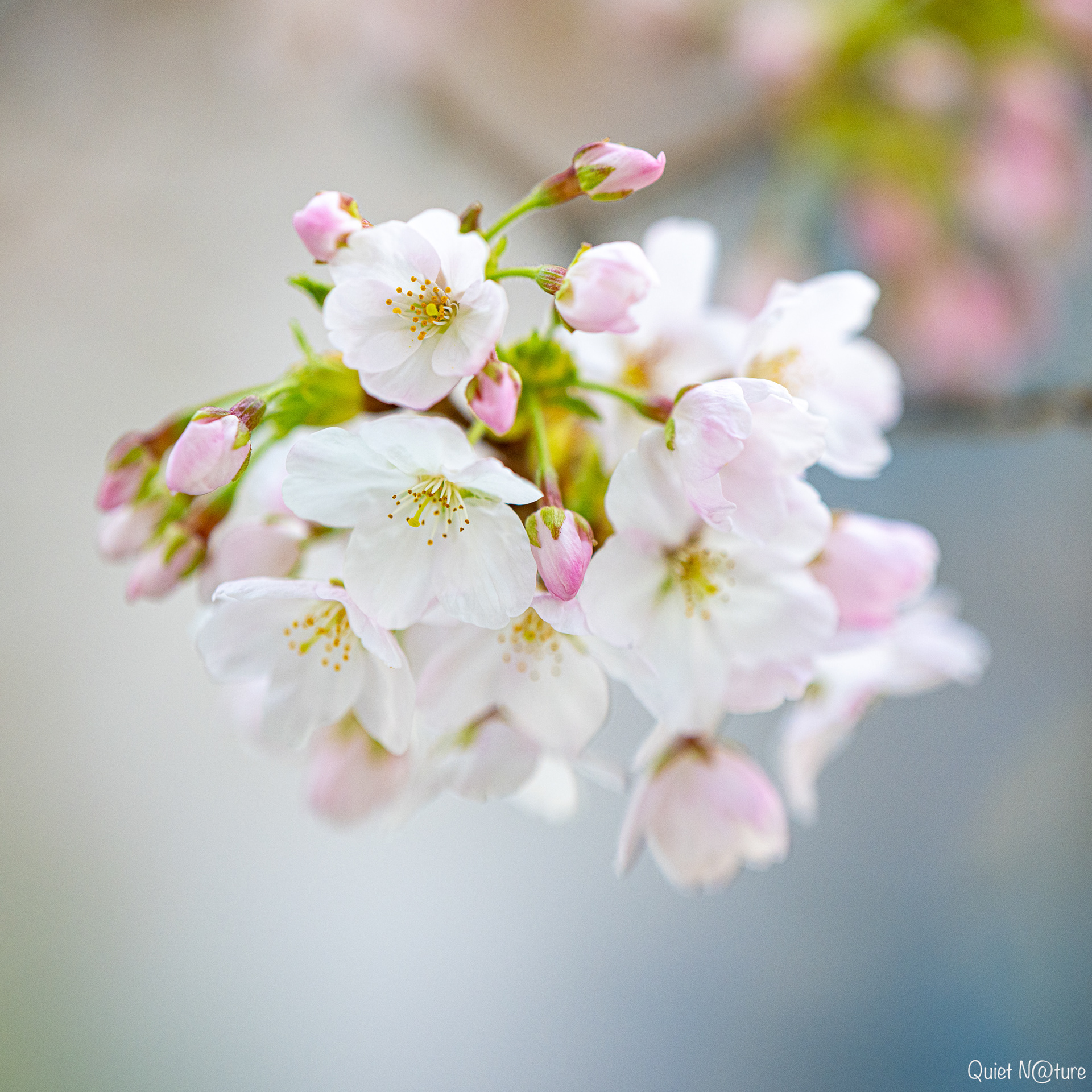 Hello spring :-)