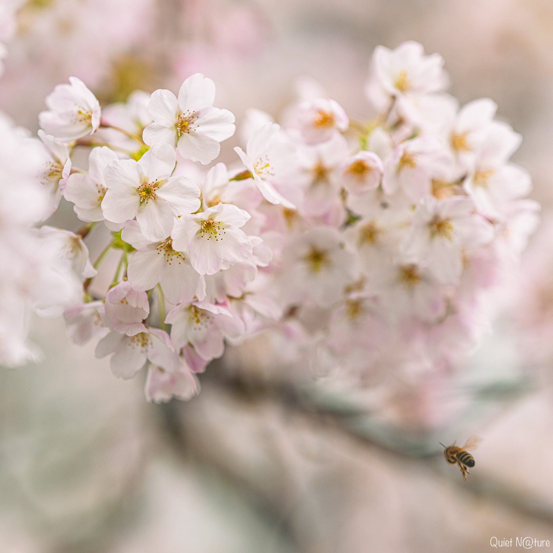 Bees love cherry blossoms