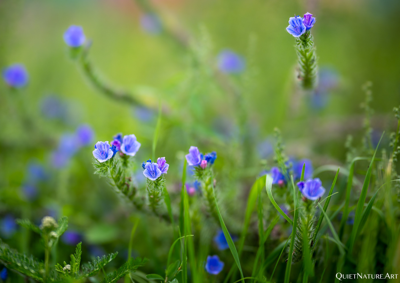 Echium Vulgare