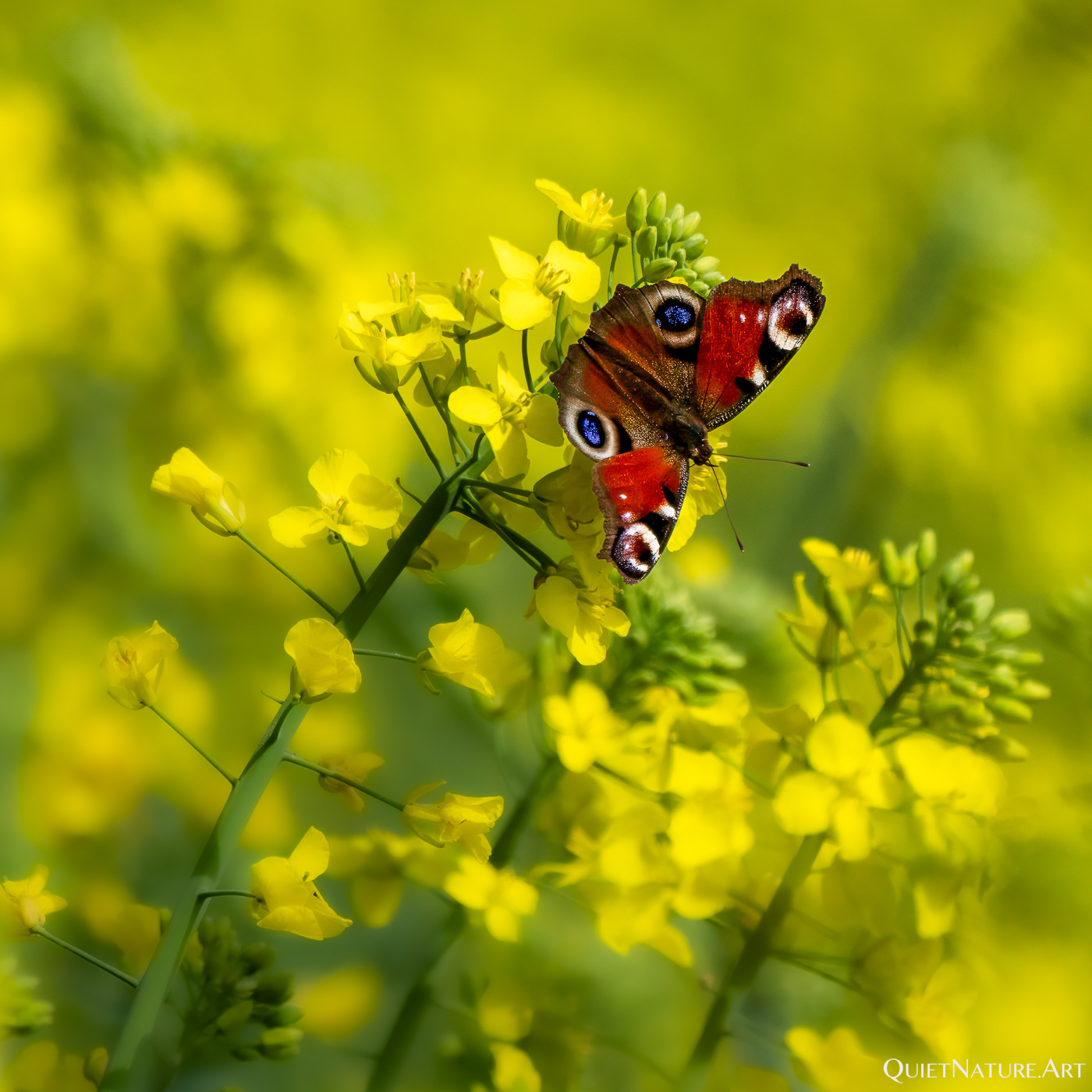 Tagpfauenauge - Peacock Butterfly