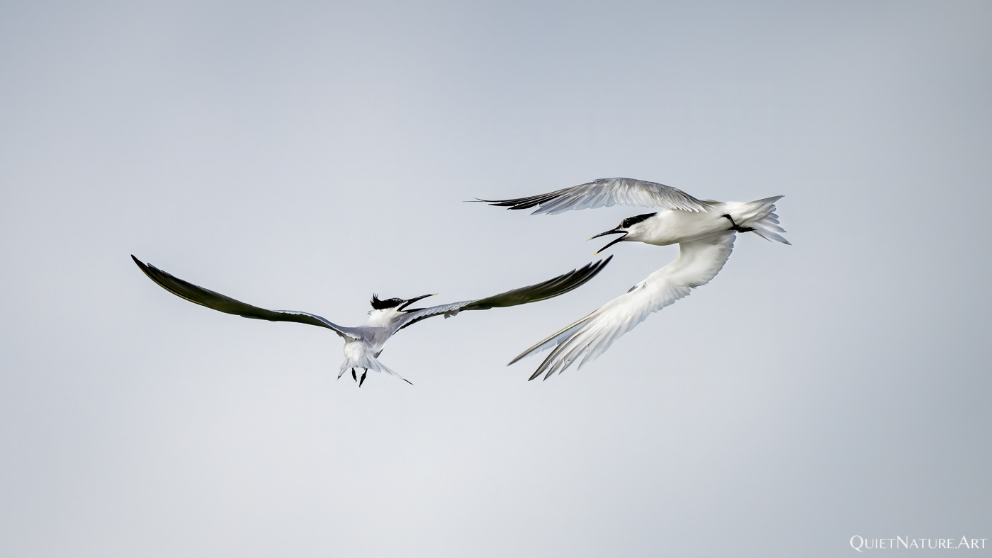 Squabbeling Sandwich Terns I