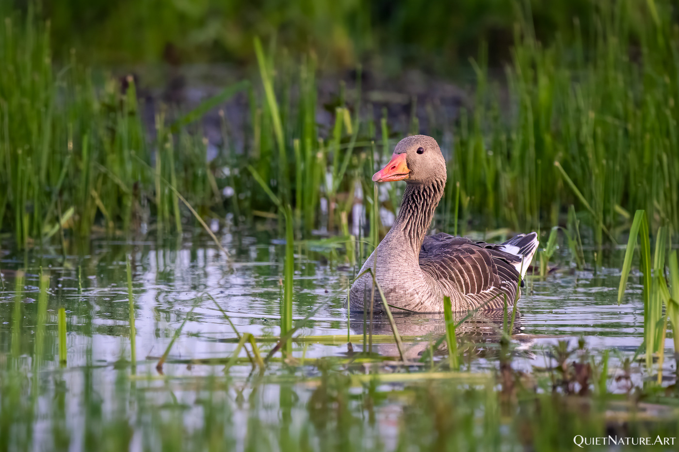 Graylag goose in the reeds