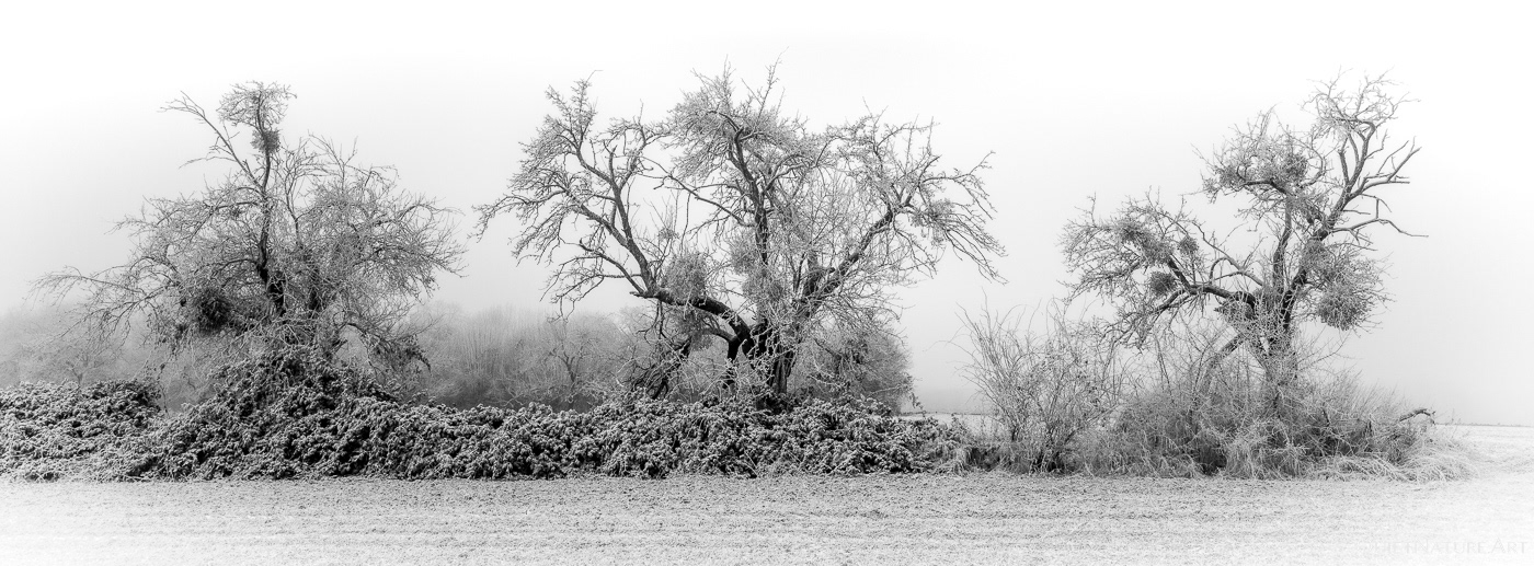 The Frostbound Witches