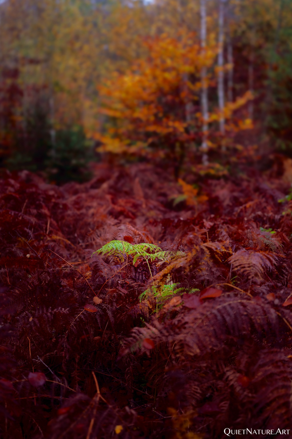 Last fern standing