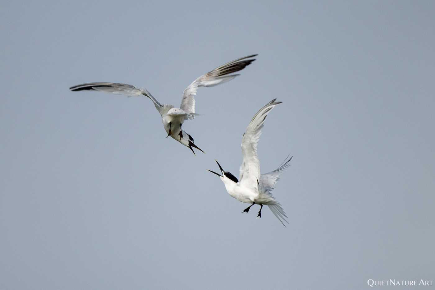 Squabbeling Sandwich Terns III