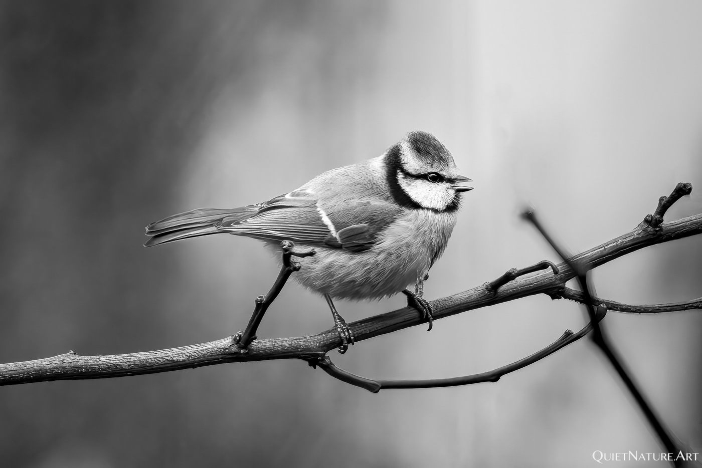 Blue tit