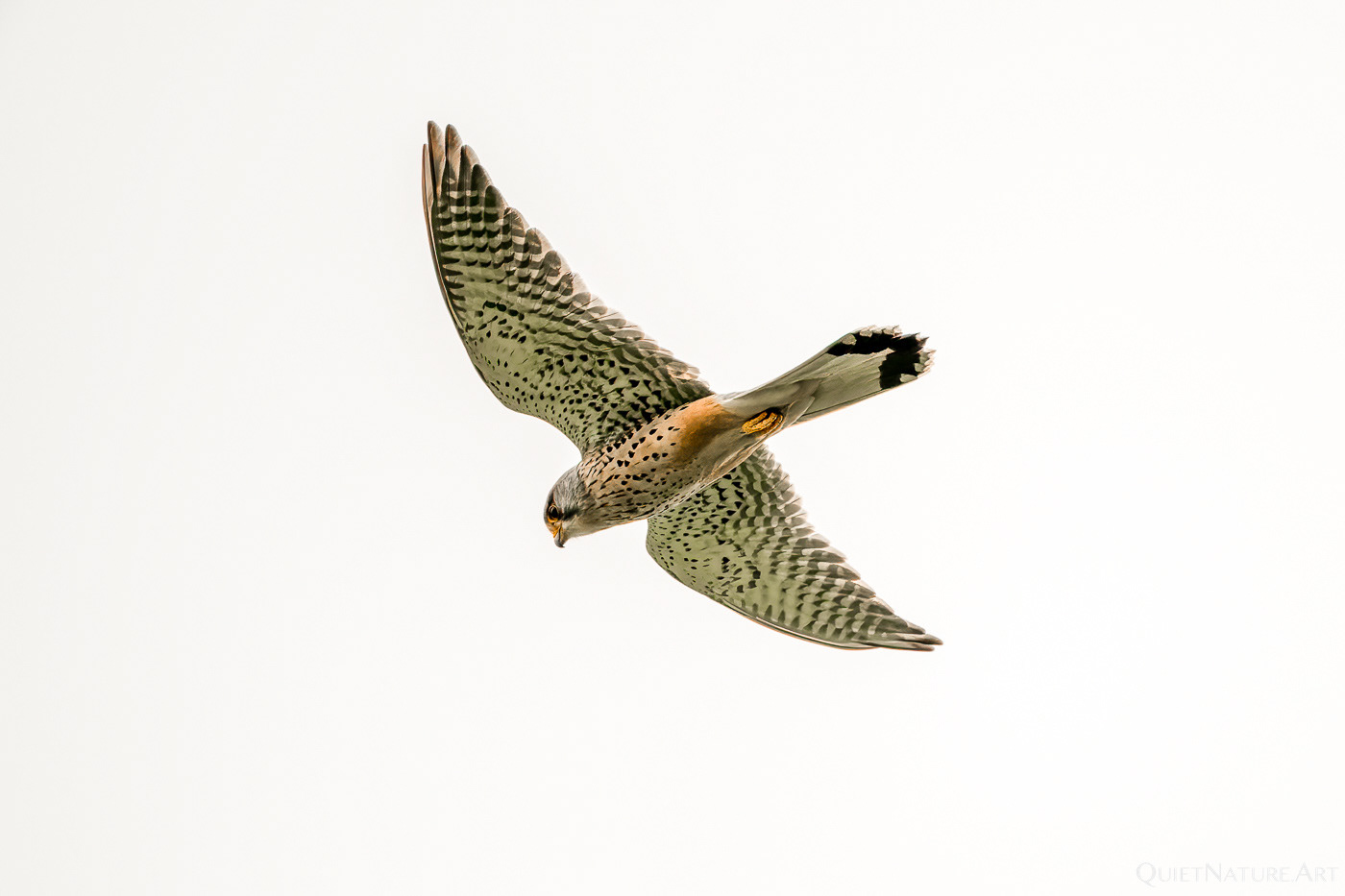 Turmfalke - European Kestrel