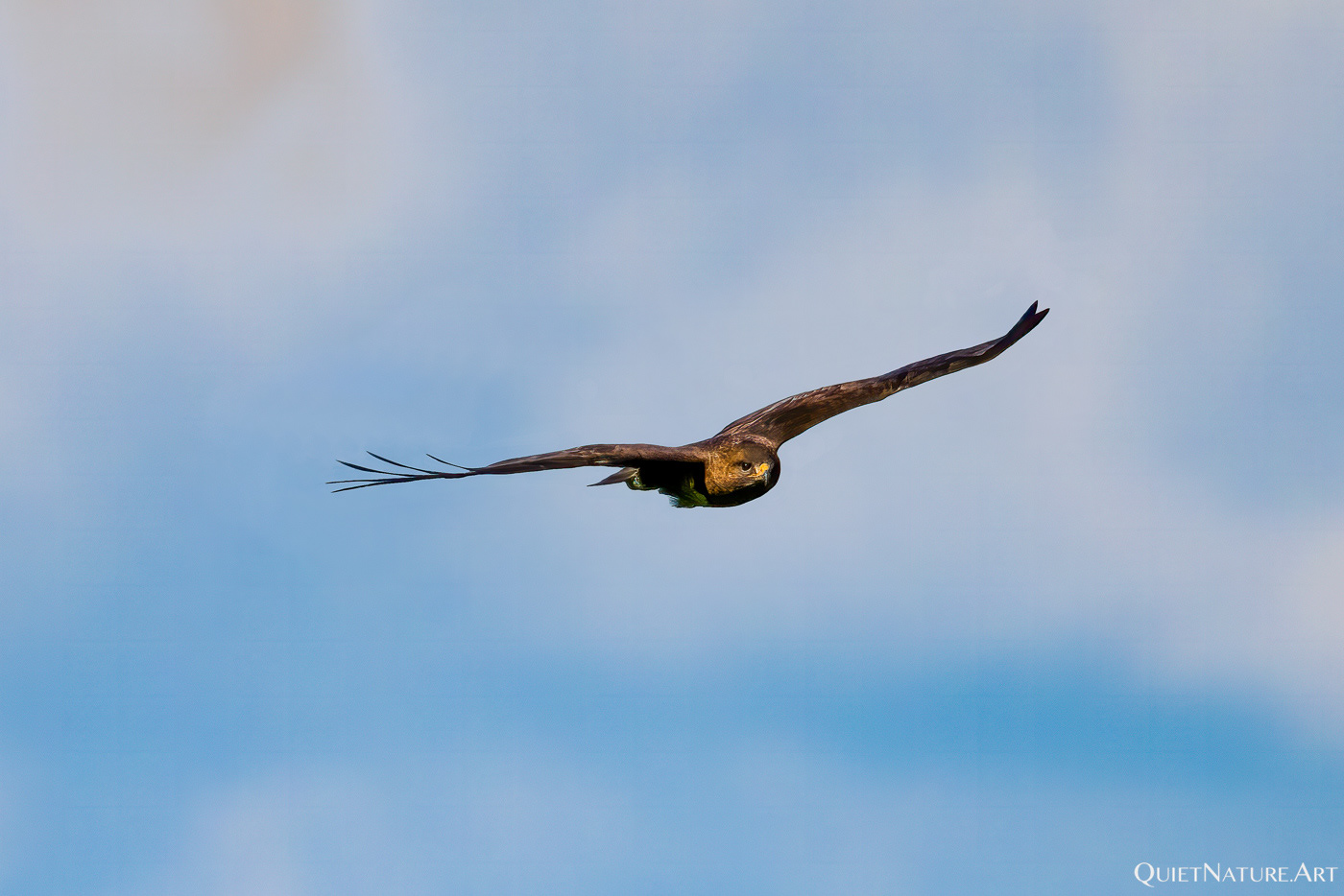 Mäusebussard