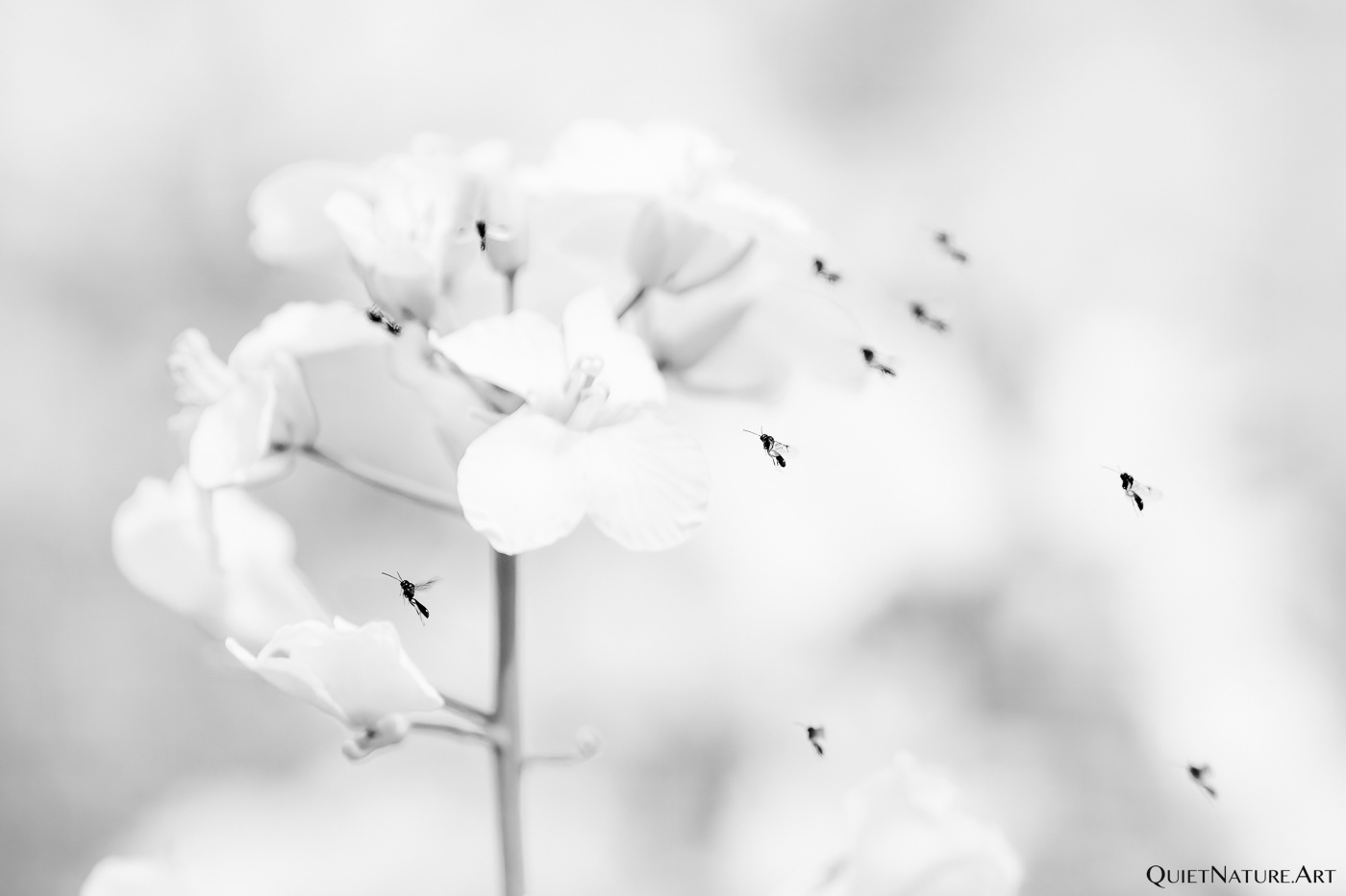 Air raid on rape blossom