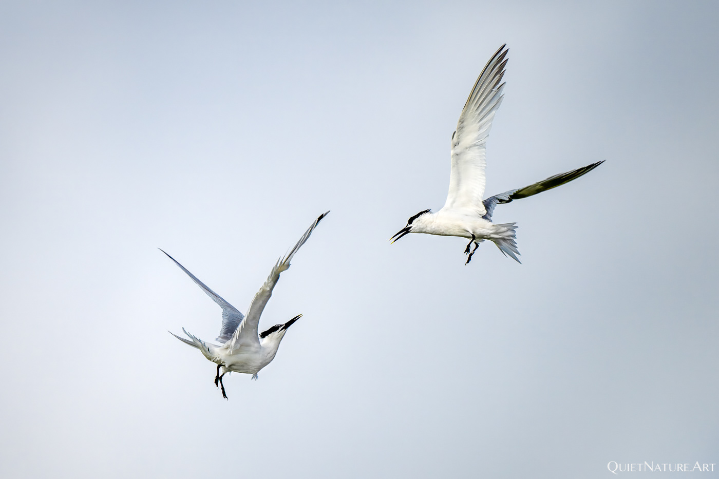 Squabbeling Sandwich Terns II