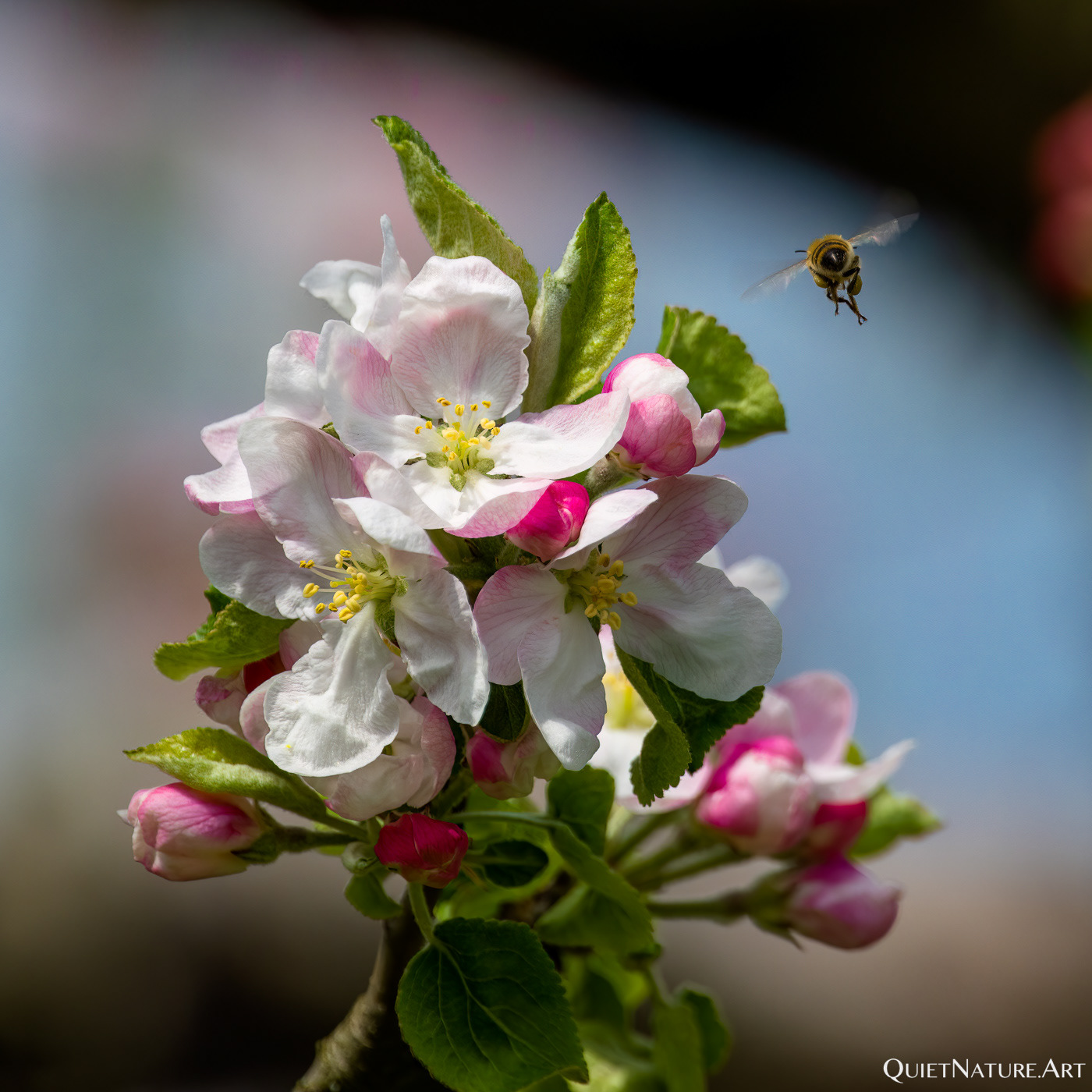Apfelblüte 2