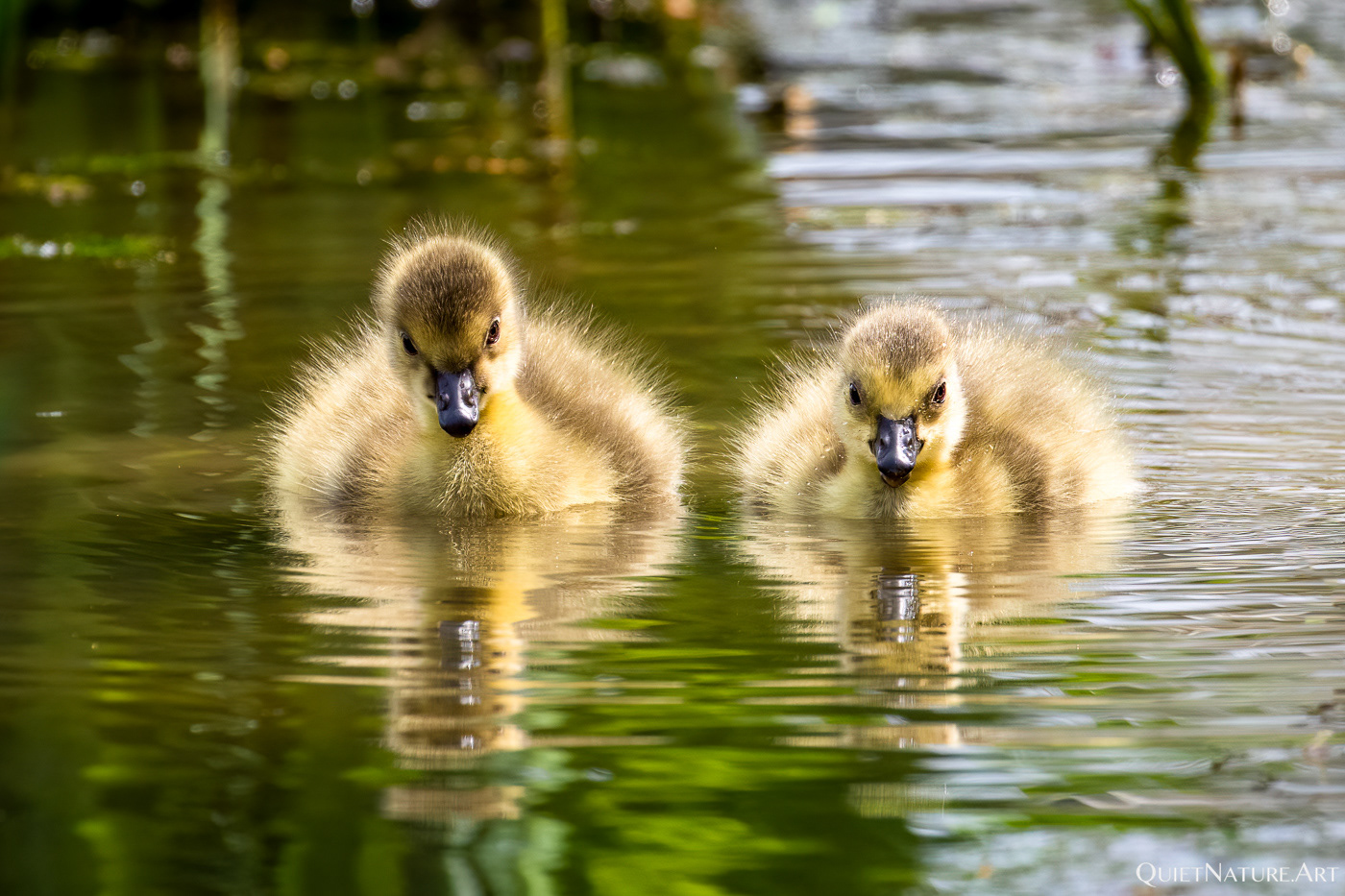 Siblings - Kanada Gans Kücken
